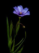 Sisyrinchium bellum - Blue-eyed Grass 3144